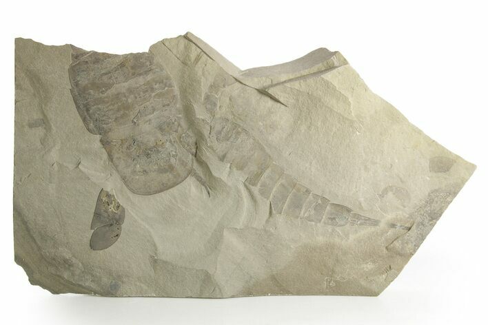 Multiple Eurypterus (Sea Scorpion) Fossils - New York #369362